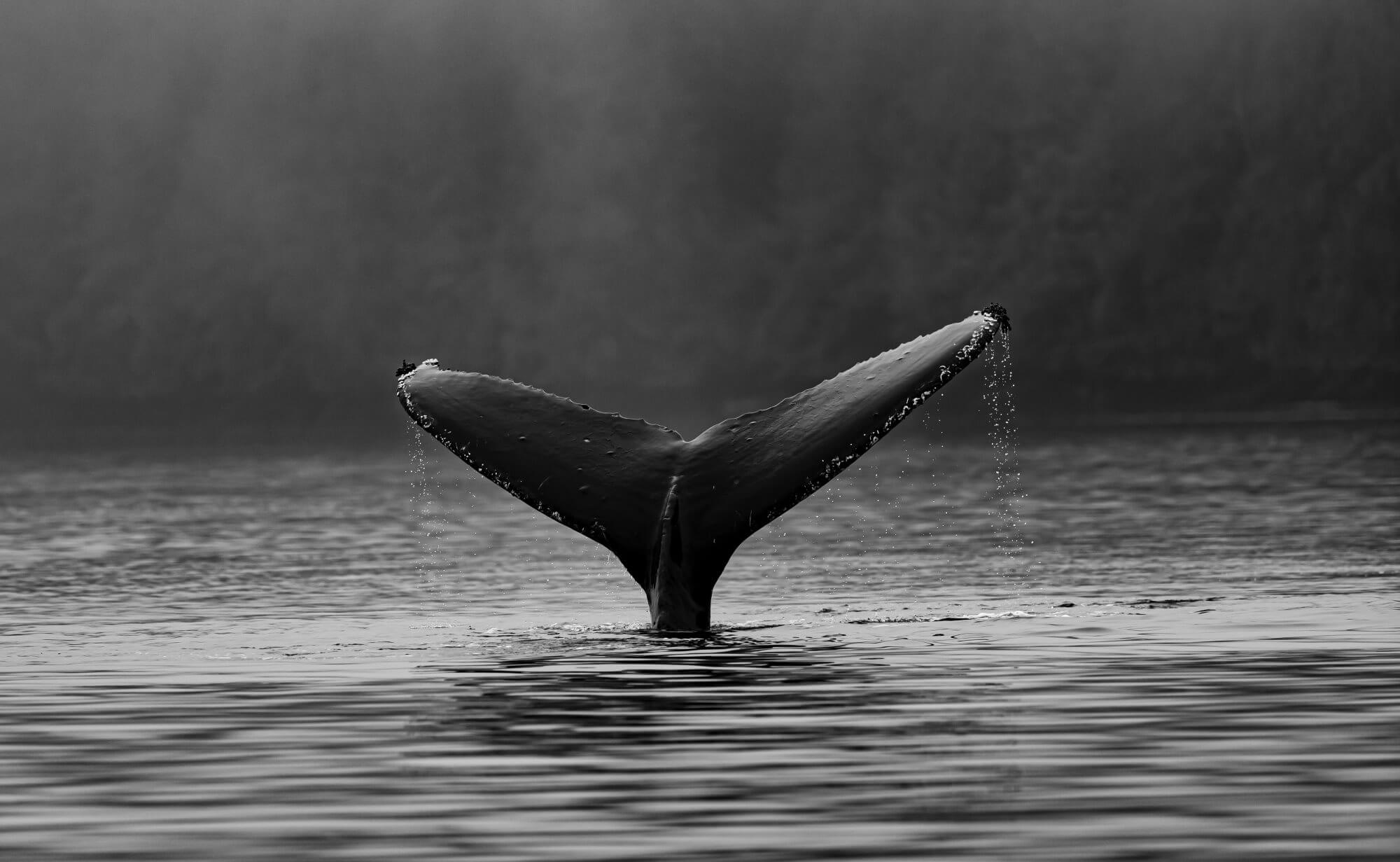 Las ballenas pueden lidiar con el calentamiento global mejor de árboles