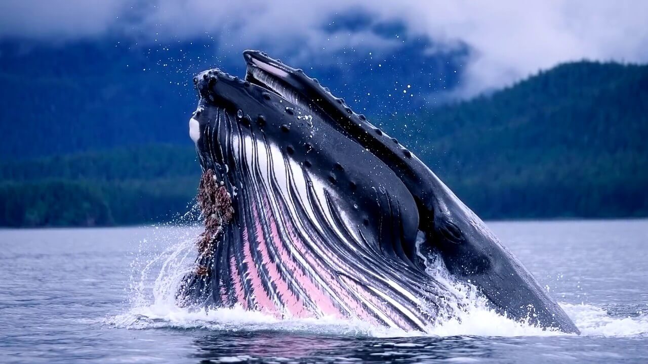 Hvorfor er hjertebanken af hvaler som en overraskelse for forskerne?