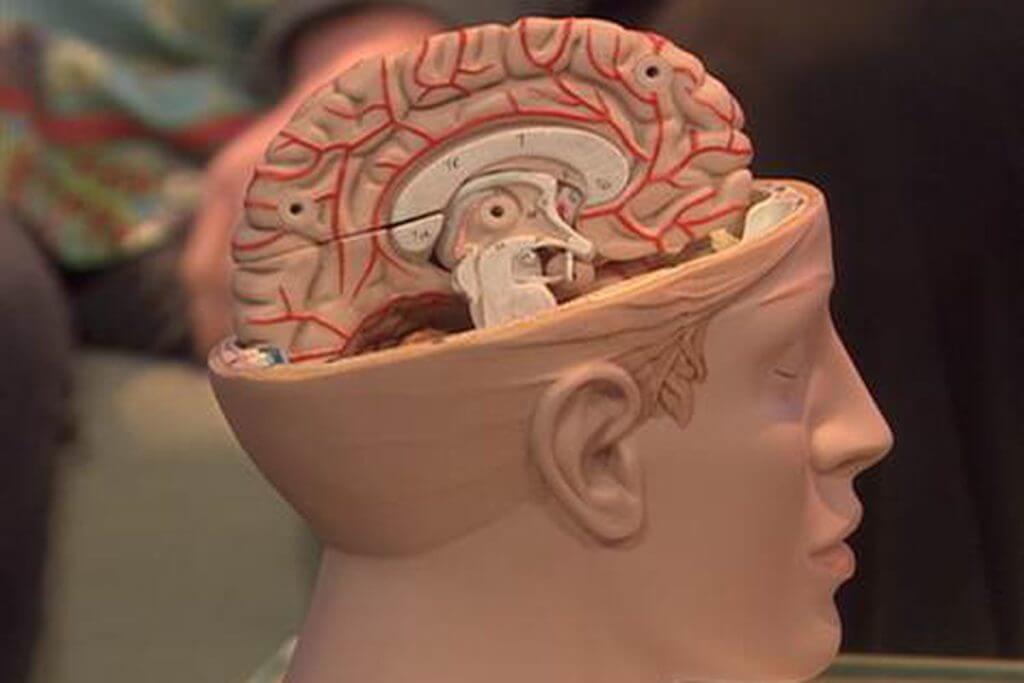 Hjernen fortsætter med at fungere normalt efter fjernelse af en af de hjernehalvdele