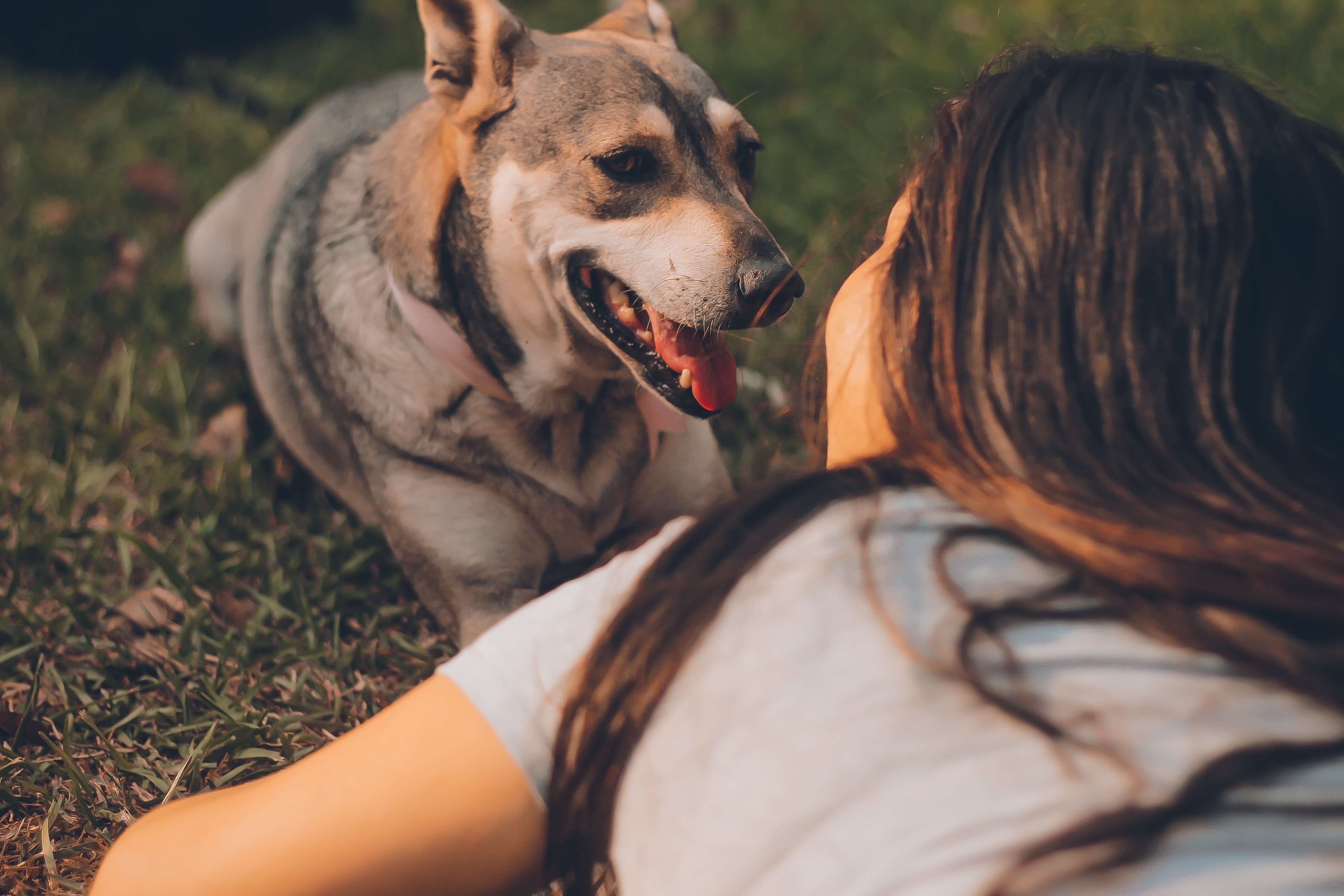 ¿Qué tipo de gente mejor que reconocen las emociones de los perros?