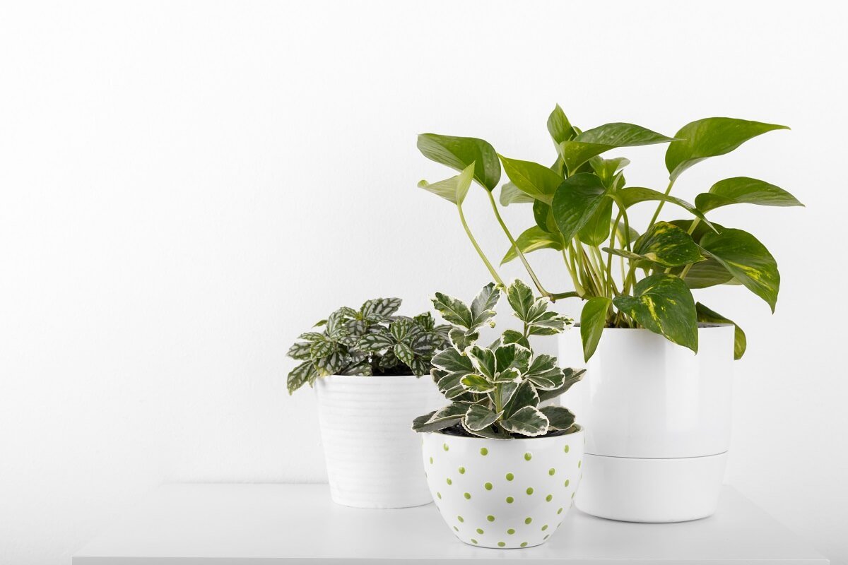 पौधों घर में हवा को साफ