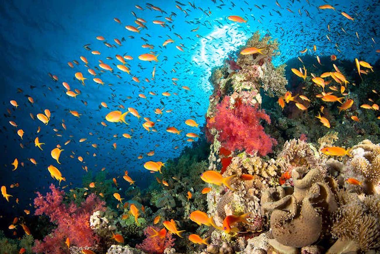 Los océanos son muy pierden rápidamente el oxígeno. Lo que es peligroso?