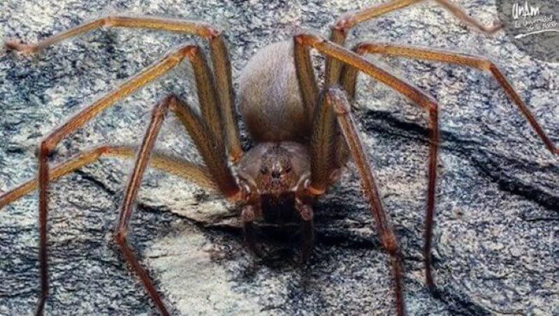 Ser ut som den farligaste spindeln i världen?