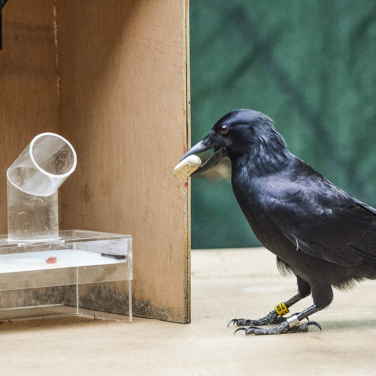 乌鸦可以比较聪明的灵长类动物?