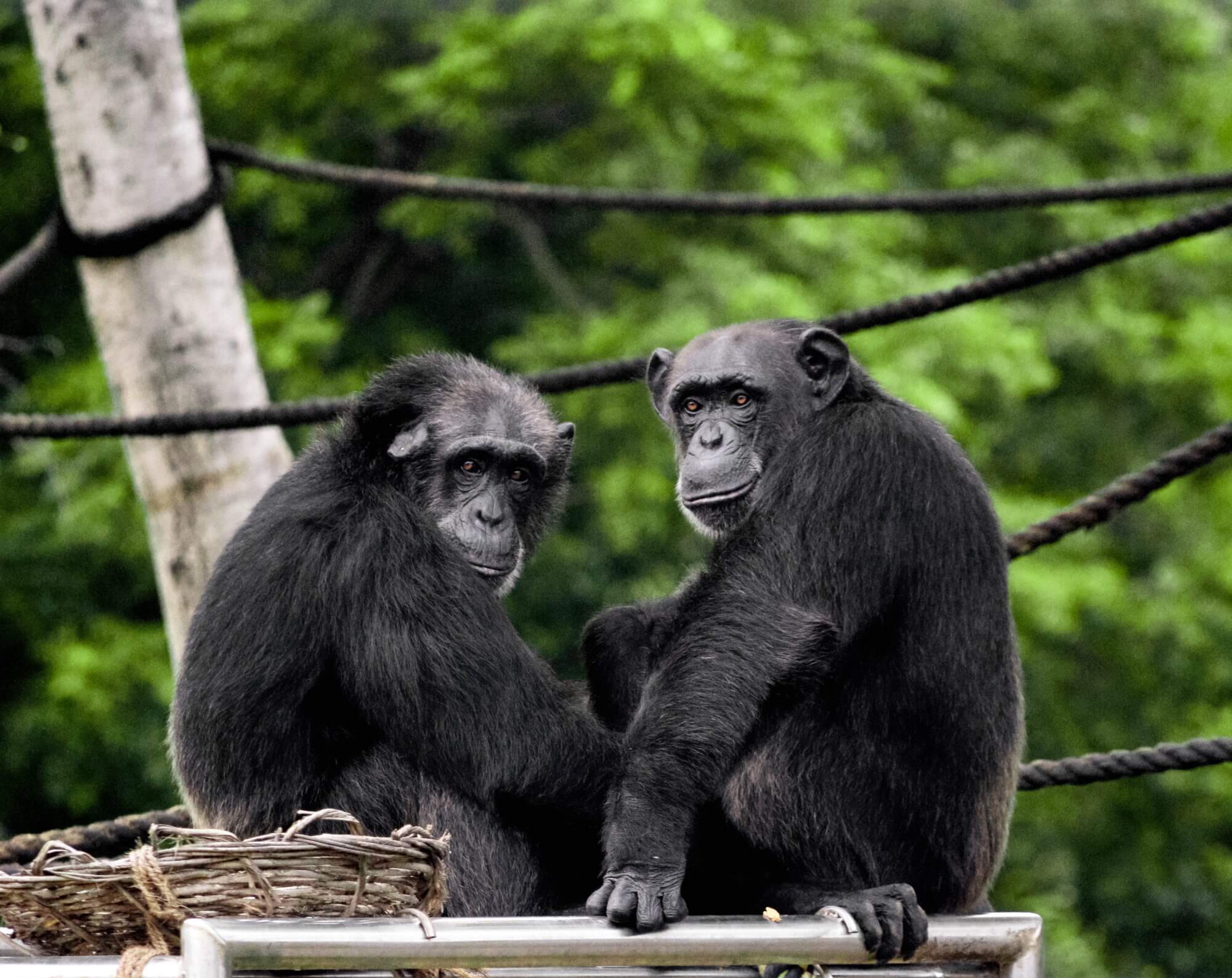 #video | Discovered a new way to communicate with chimpanzees relatives