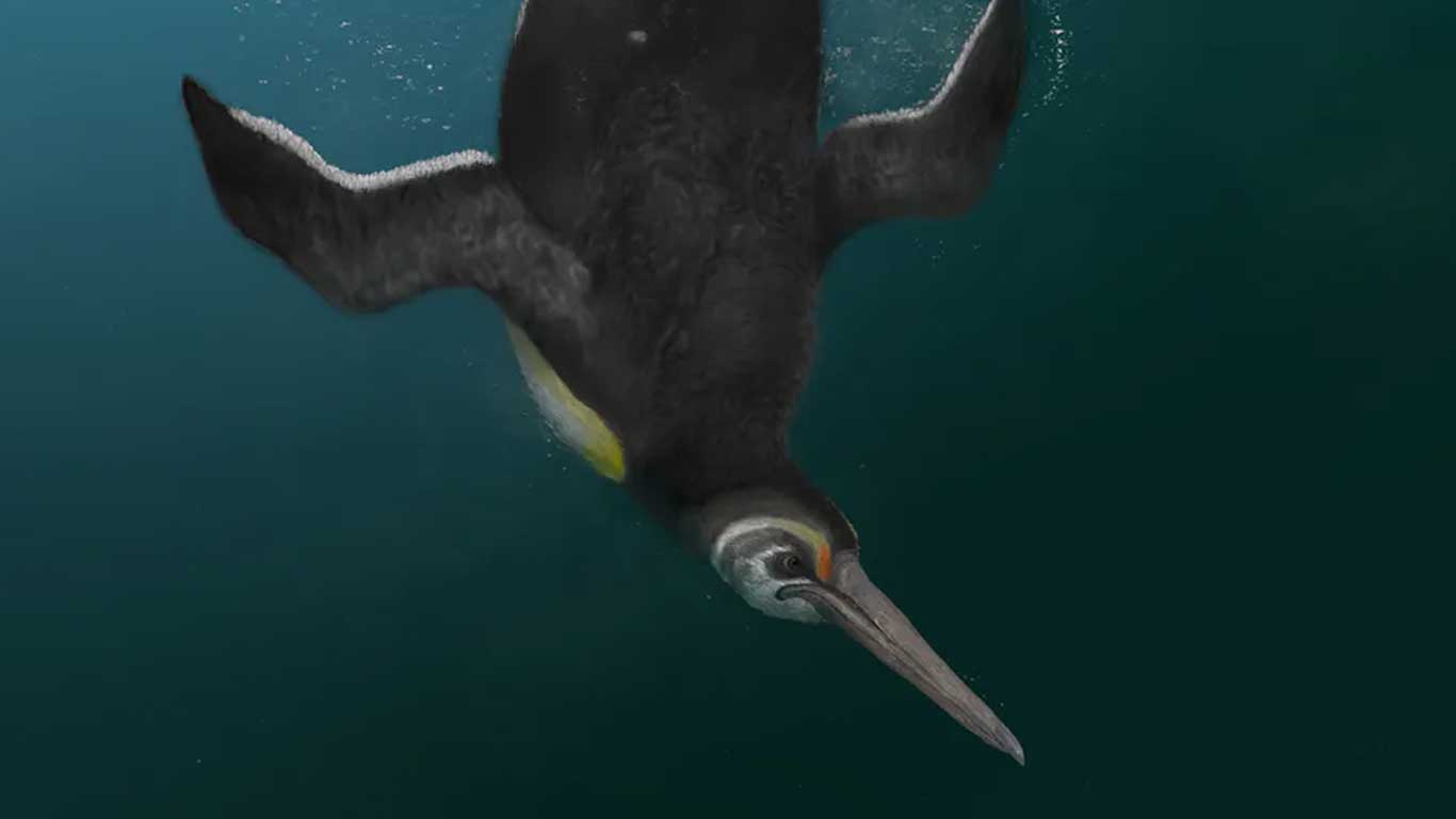 एक नई प्रजाति के प्राचीन पेंगुइन गया था, जो सबसे आधुनिक करने के लिए समान