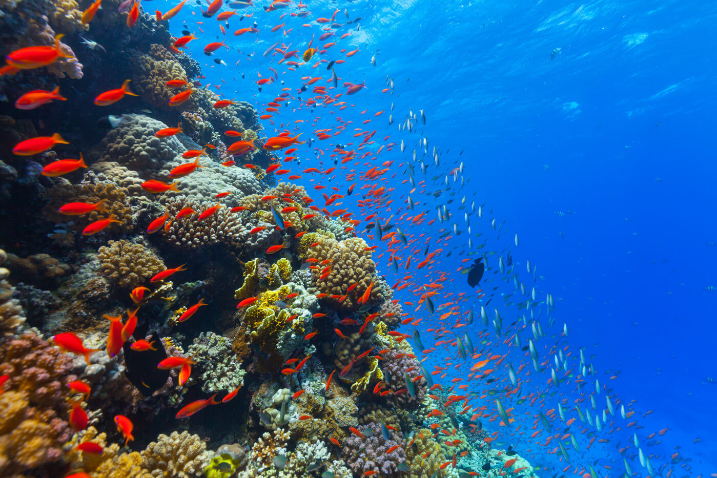 حموضة المياه في المحيطات يتزايد تدريجيا. كيف تؤثر على الحيوانات ؟ 