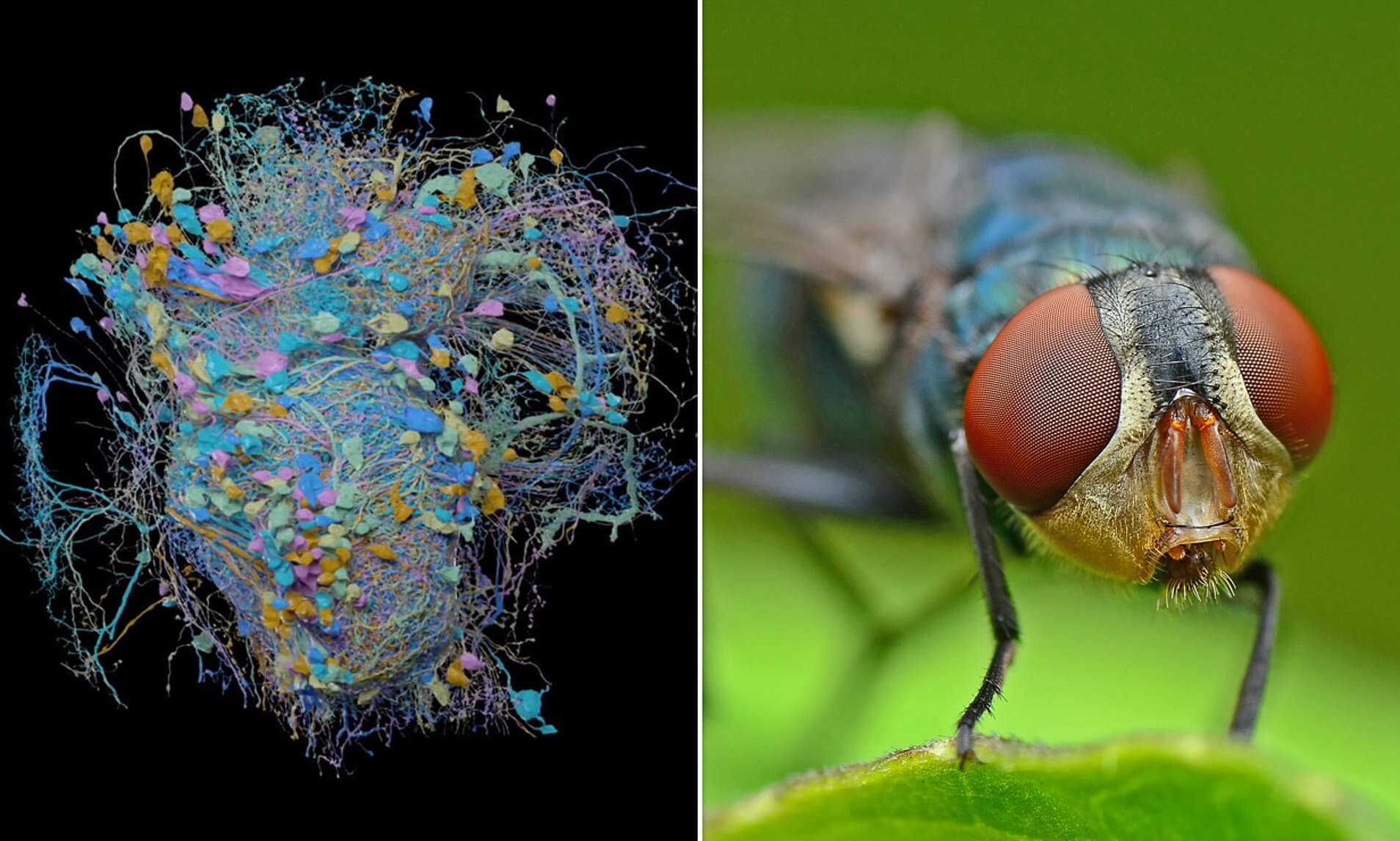 #video | Scientists have created a detailed 3D map of the brain of the fruit fly