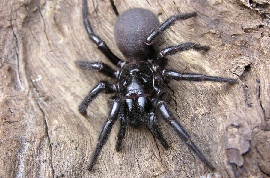 En Australie, va bientôt commencer invasion des araignées les plus dangereuses dans le monde