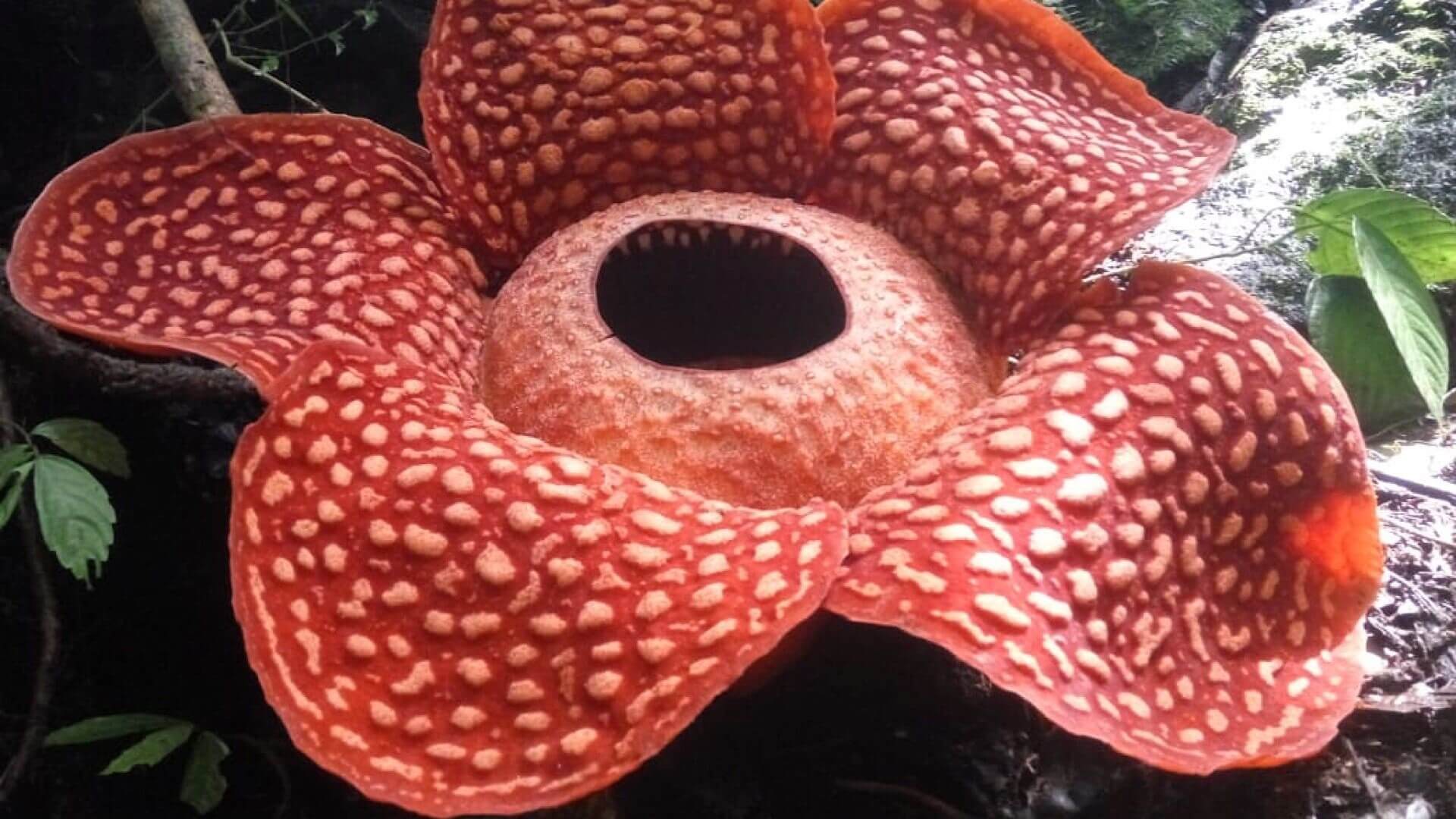 I Indonesien finns den största blomman i världen och han luktar lik