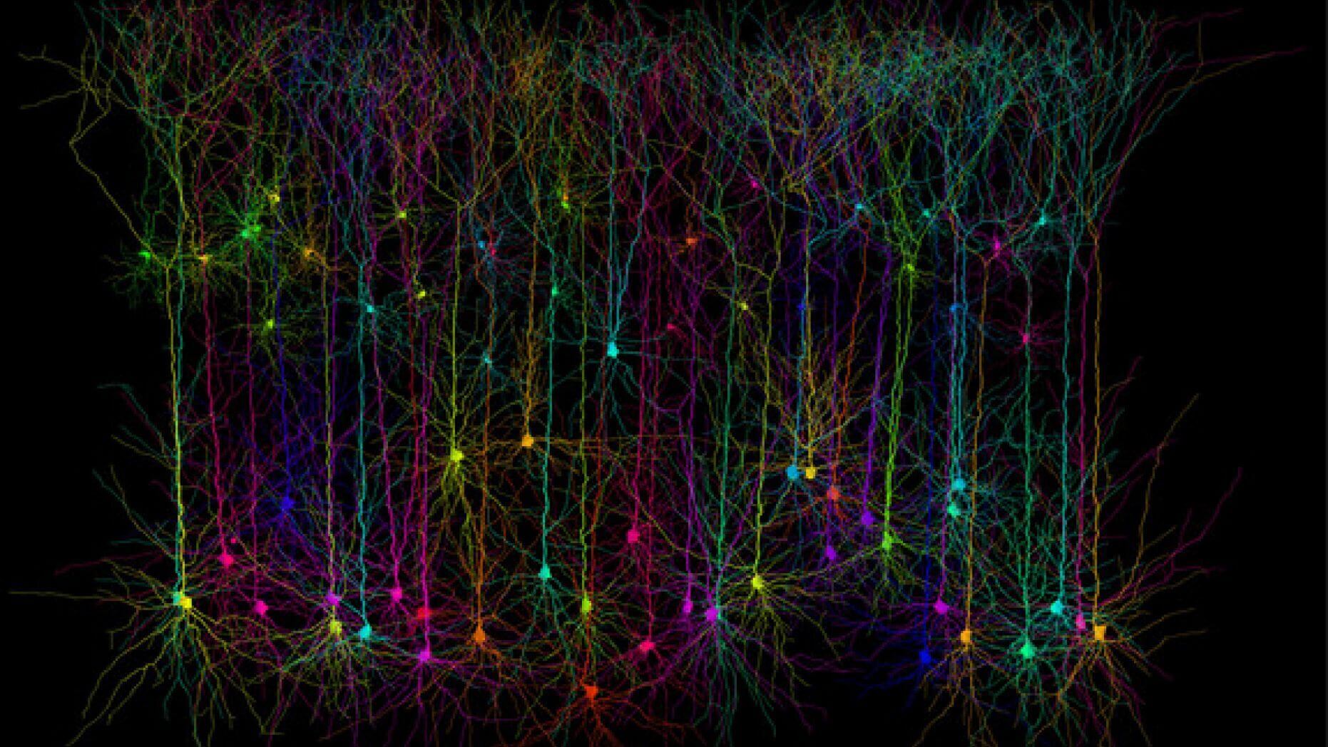 Forscher entdeckt ein unbekanntes Signal im Gehirn des Menschen