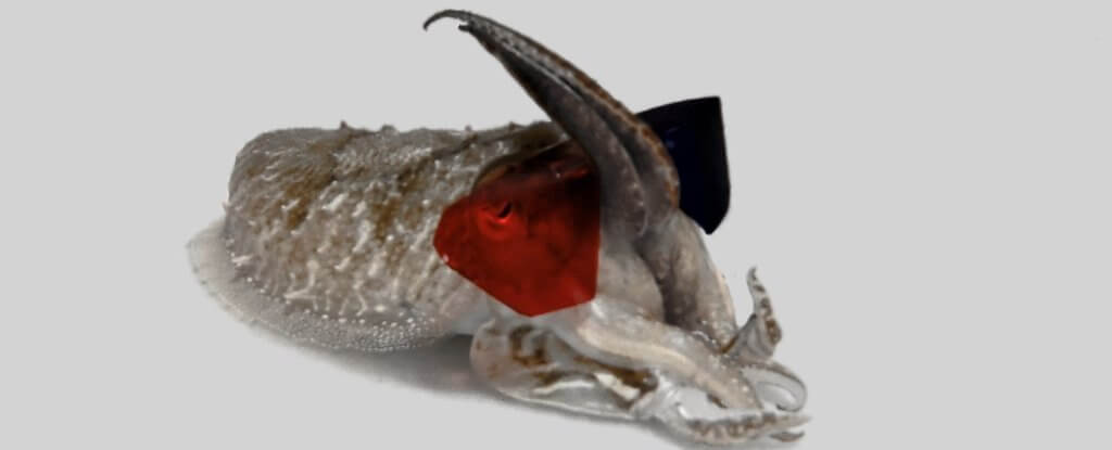 Hvorfor har forskere sett på en blekksprut 3D-briller?