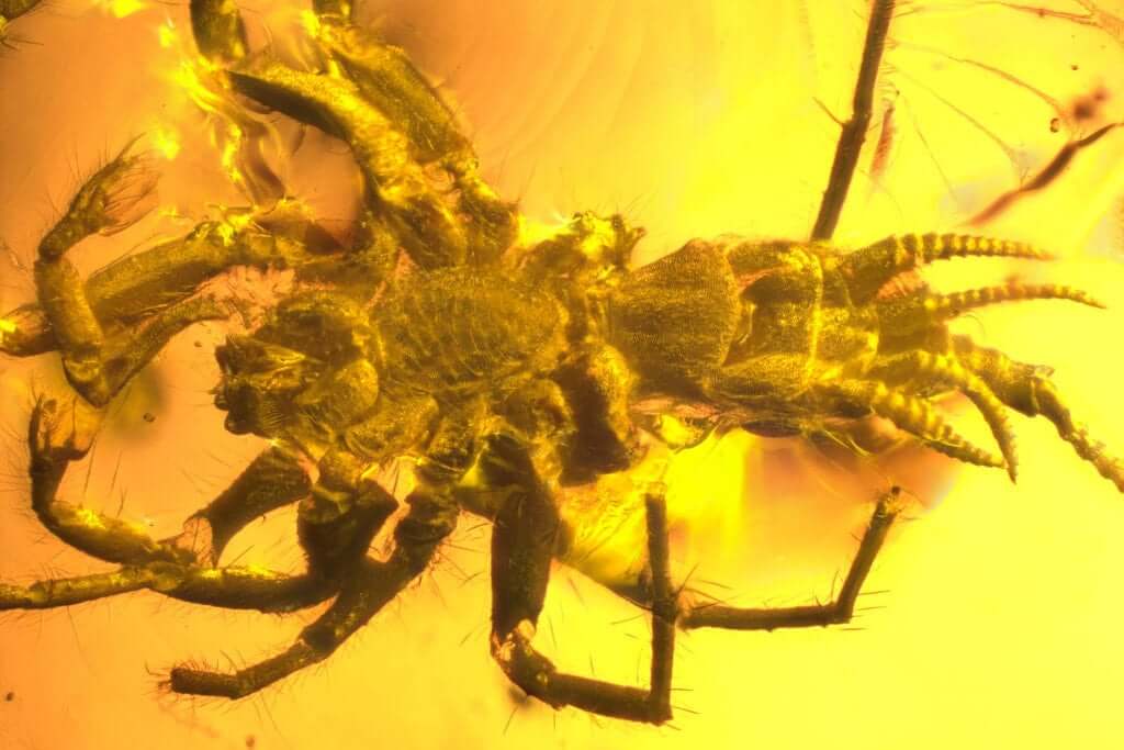 Polopark polycarpon age of 100 million years, found in amber