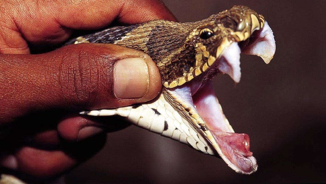 見方を痛薬の毒のrattlesnakes