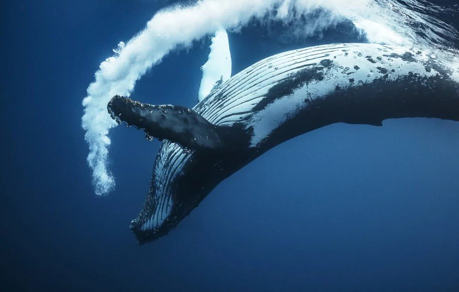 How whales change the old skin for a new one?