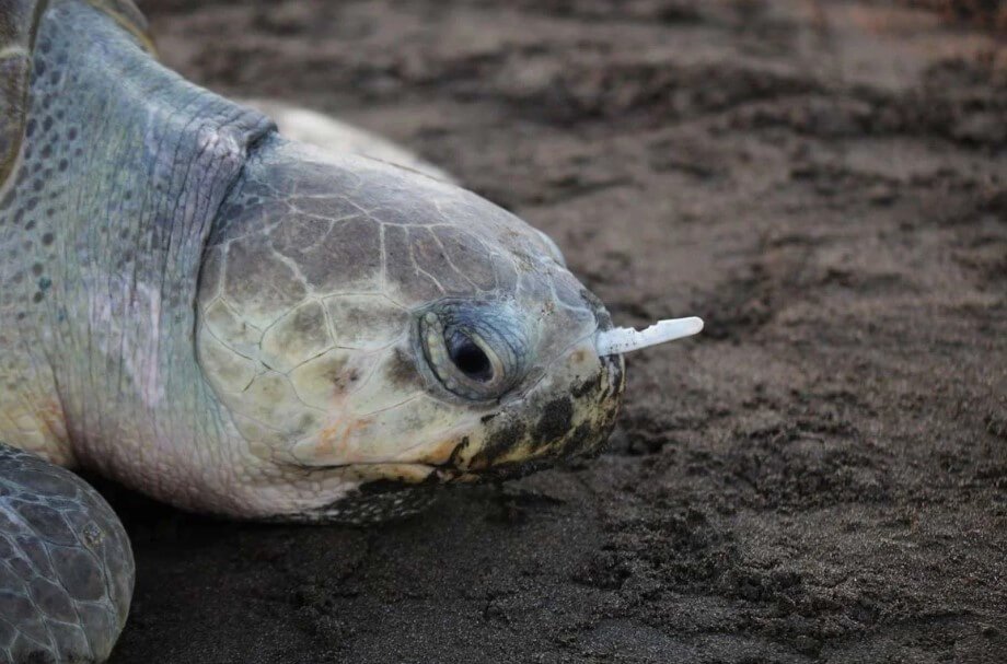 Why the turtles eat plastic debris?