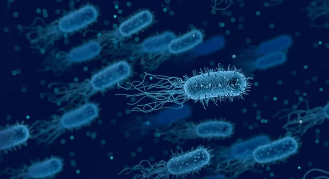 Bacteria capable of stopping its growth, to escape from antibiotics