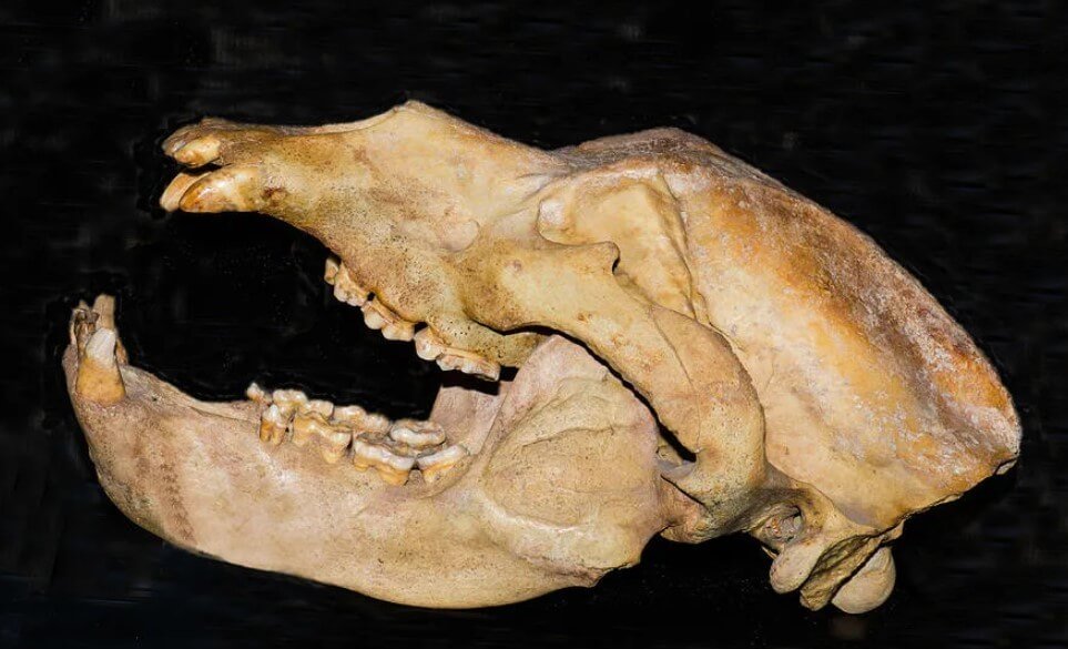 What were the cave bears and why did they die out?