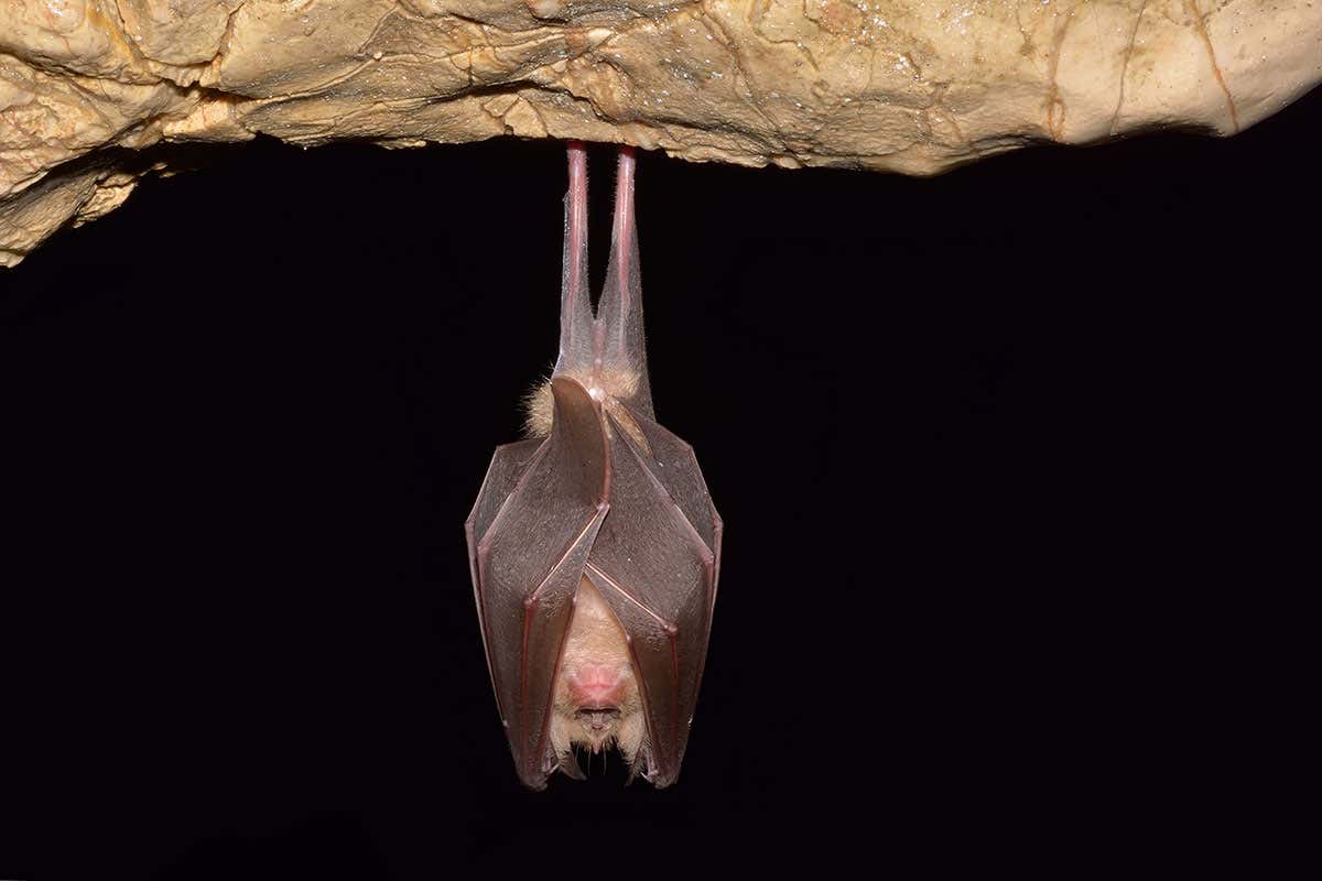 Coronavirus and bats – friendship length in millions of years
