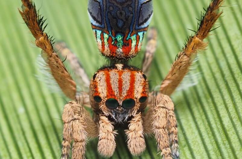 In Australia found a very beautiful spiders. Just look at them.