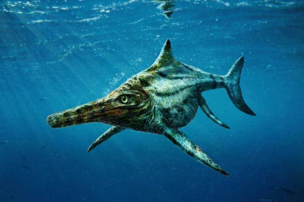 Ichthyosaur crushed mollusk shells round teeth