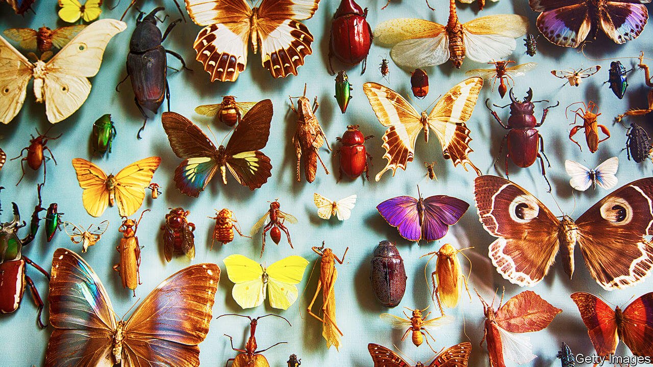 Mankind could become extinct because of the extinction of insects