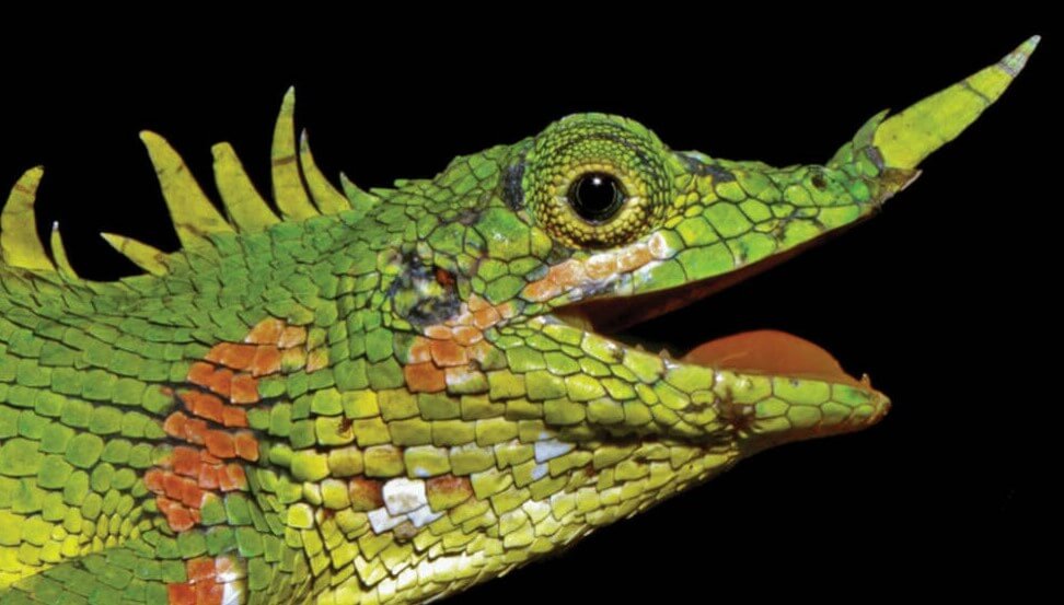 They're back: the look of the lizard, which only saw once in all of history?