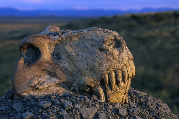 Why millions of years ago was the mass extinction of animals?