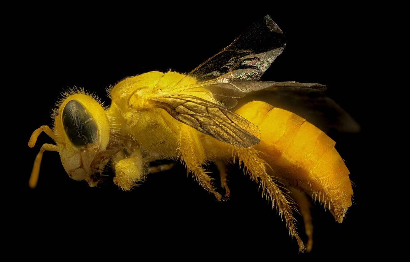 In the United States killed a record number of bees. What will be the consequences?