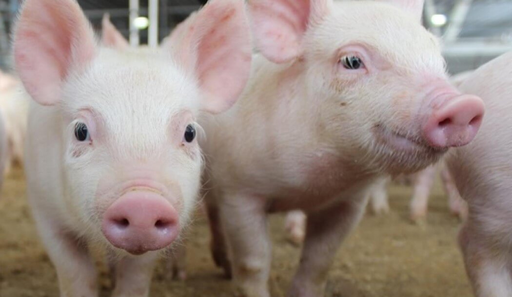 Have nadrugalas: alcohol makes the pigs happier, but their meat is tastier