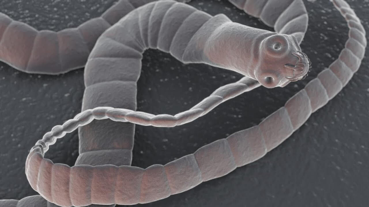 Which appear in the brains of worms and how is it treated?