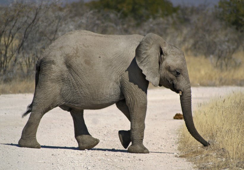 In Afrika sterben die Elefanten. Die Wissenschaftler vermuten, warum